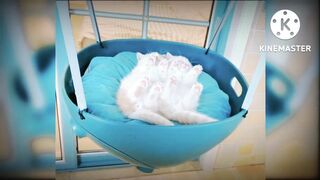 Cat baby resting on swing