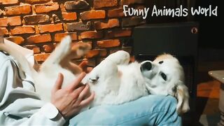 Funny video, pets funny video,cats funny video febspot virla