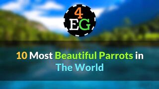"Feathers of Splendor: The Top 10 Most Beautiful Parrots on Earth"