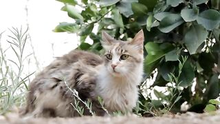 Top_27Cats_Free_Stock_Videos
