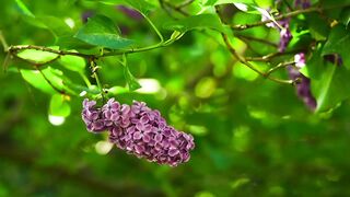 Beautiful weather in the jungle part 1