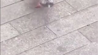 Pigeon with a double bread necklace