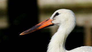 Beautiful birds in the jungle part 2