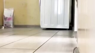 Cute cat
