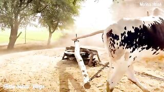 Desi mehnat ka aik rang yeh bhi hay ||Bull powered chaff cutter||Aliza sehr||