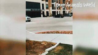 Funny video, pets funny video,cats funny video febspot virla new