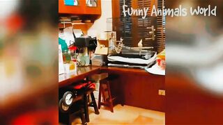 Funny video, pets funny video,cats funny video