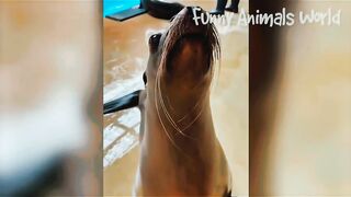 Funny video, pets funny video,cats funny video febspot virla