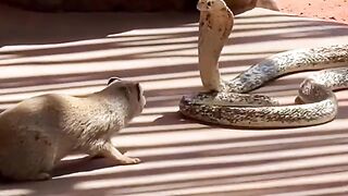 snake vs mongoose real fight | animal fight