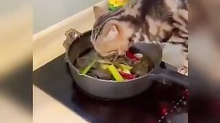 Funny cats ????????????