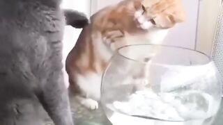 Cats React to Funny Fish - Funny Cat and Fish Reaction Compilation