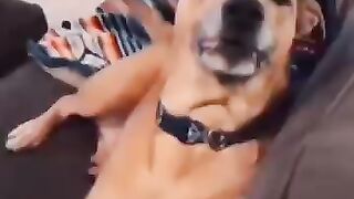 compilation of very funny and cute animals ???????????????????????????? try not to laugh #short.
