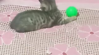 Cute ???????? cat playing boll funny video