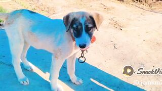 My little Dog