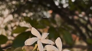 New TikTok viral video