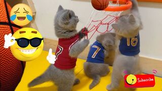 Funny viral pets |total idiots short video