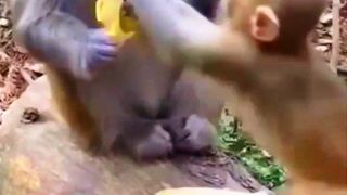 Funny monkey eating banana