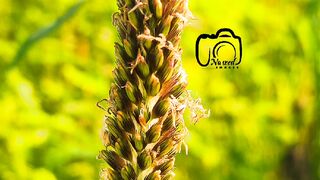Photography videos