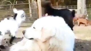 funny dog and goat
