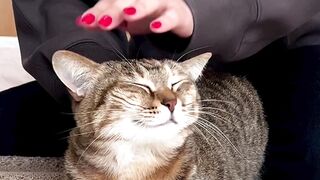 Cat relaxing massage