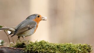 Bird  Forest  Nature Spring