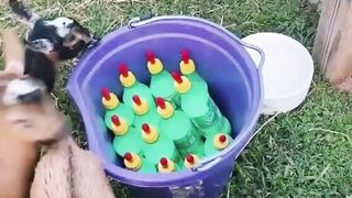 Funny Goat Baby