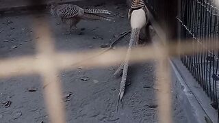 Tiloor In Cage