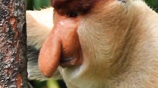 Proboscis monkey| The long nosed monkey