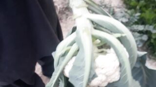 Cauliflower in my kitchen garden