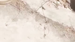 Two snake short video | Snake meeting