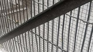 White Cock in cage
