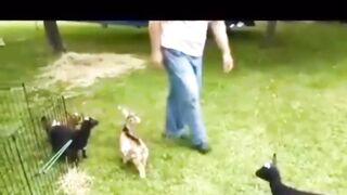 Funny Goat Baby