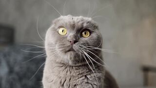 Cute cat vidio ???? funny cat vidios