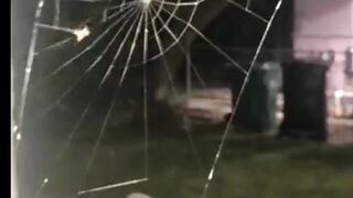Spider caught on camera