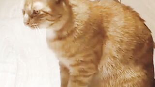 Cats????????????