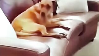 Cat fuuny video