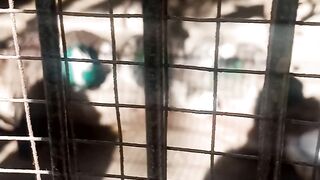 Peacocks Takes Sunbath