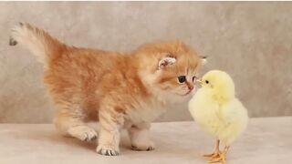Cat baby playing with cute chiken baby