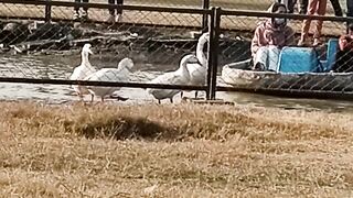 Swan Having Fun