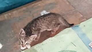 Little ???? cat funny video