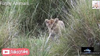 Animal's Daily life | Funny Animals
