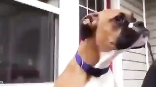 Nicedog