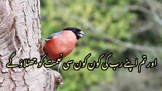 Naimat e parvardigar