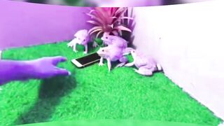Funney frog fun save mobile