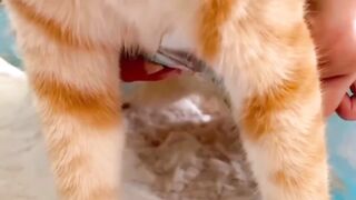 Cat Wear Cloths. cute