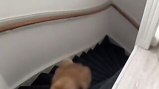 Watch this cat’s reaction when they turn on the shower.