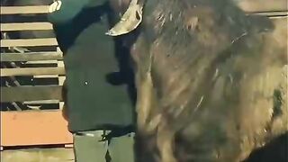 Funny goat