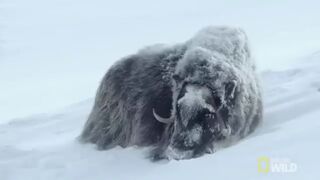 For Musk Ox in Siberia, It's a Cold Life | Wild Russia