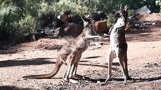 Animals fighting very funny video