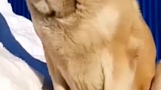 Real giant Alabai dog Central Asian Shepherd